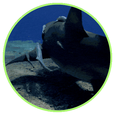 image of a shark swimming with several remoras attached to it