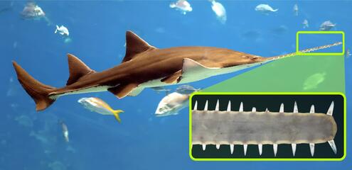 collage of sawshark and a close up showing its teeth