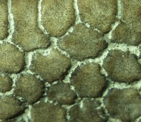 brown hexagonal pattern that makes up shark cartilage