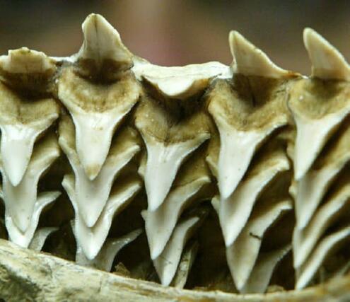 shark jaw showing multiple rows of teeth