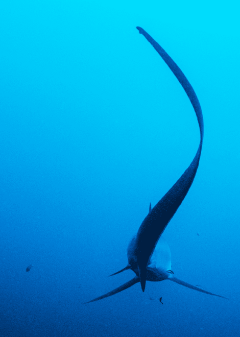 shark with tall long tail