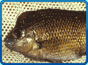 katria fish