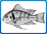 drawing of a katria fish