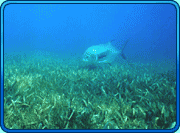 fish swimming near seagrass