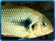 Etia nguti fish