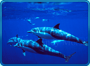 dolphins