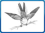 drawing of the extinct passenger pigeon