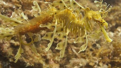 leafy seadragon 