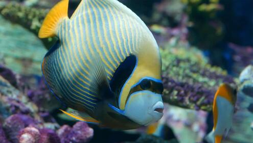 emperor angelfish