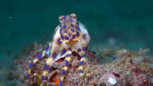 blue-ringed octopus