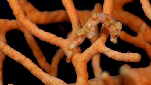 Denise's pygmy seahorse