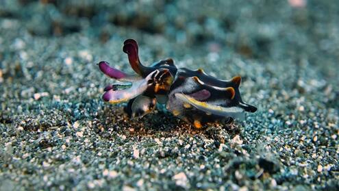 flamboyant cuttlefish