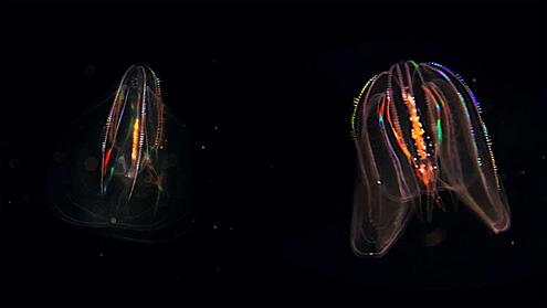 comb jellies