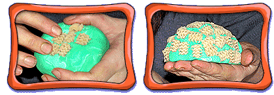 Create A Coral Reef Instructions Amnh