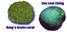 step2 realcoral
