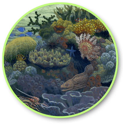 button link to Coral Reef