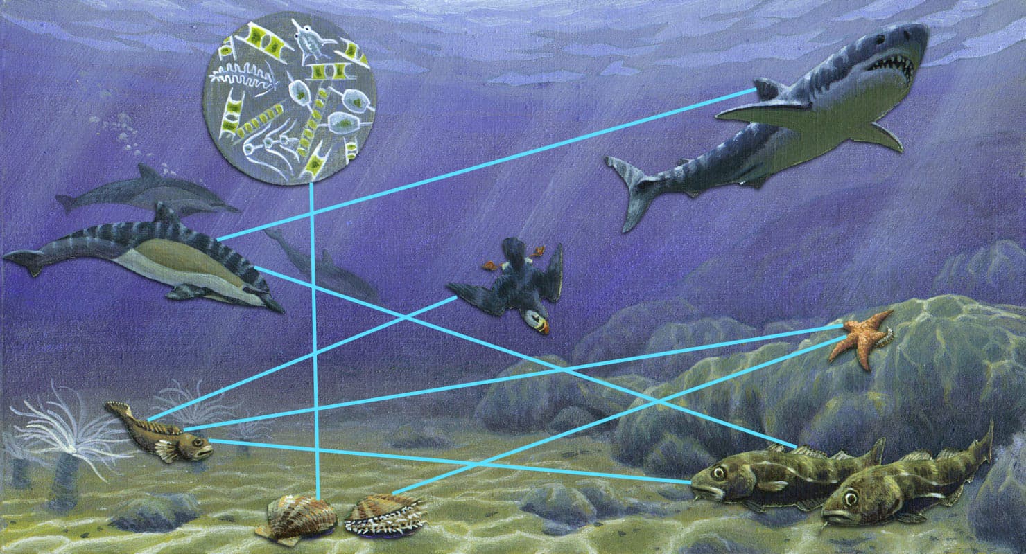 Continental Shelf More Connections AMNH