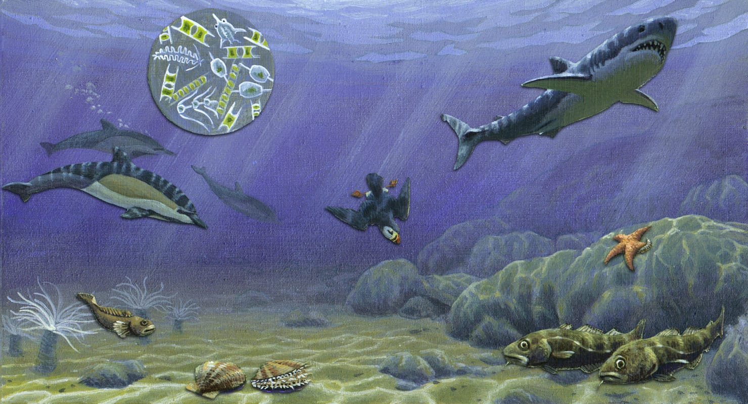Continental Shelf AMNH