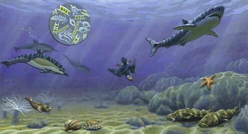 continental shelf scene, © AMNH / Sean Murtha