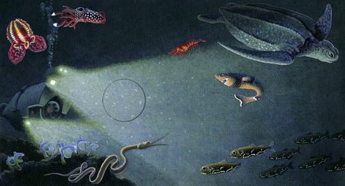 deep sea scene with various sea life like cookie-cutter shark, lantern fish, cock-eyed squid, bloodybelly comb jellyfish, tunicates