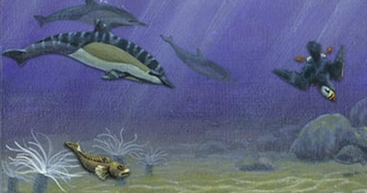 Continental Shelf AMNH