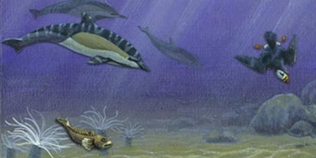 Continental Shelf | AMNH