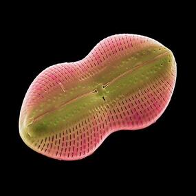 pink, peanut-shaped organism with a green center. 