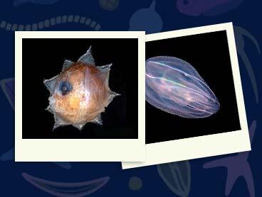 polaroid photos of a larval sunfish and a comb jelly. 