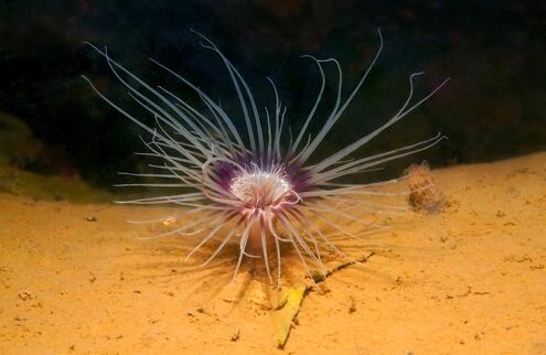 Close up of a sea anemone with numerous tentacles on the seafloor. 