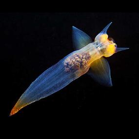 A slug-like, semi-transparent creature with a two wing-like appendages.