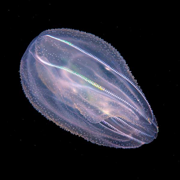 A transparent, oval-shaped creature with rows of combs that run the length of its body.