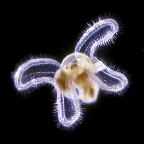 An organism in a semi-transparent shell with a set of banana-shaped, tubular appendages.