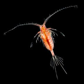 Orange organism with long antennae, a head and body.