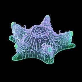 Starfish-shaped organism with a web-like covering.