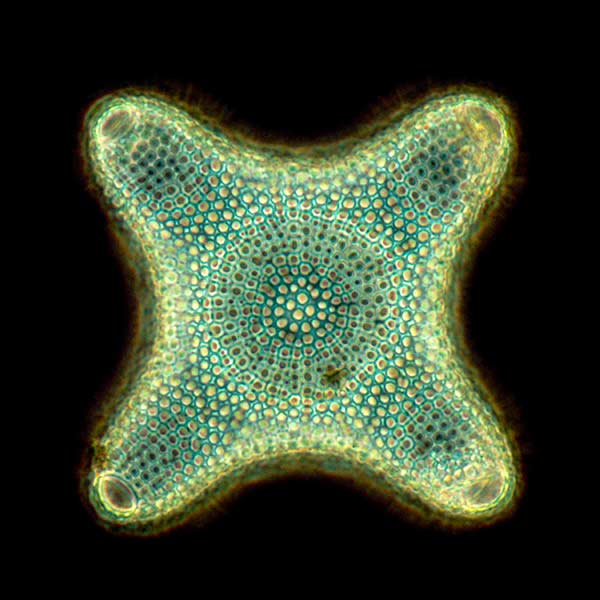 Find My Plankton Baby Picture Amnh