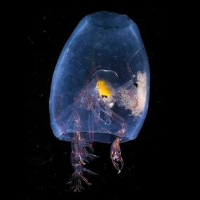 Translucent organism with a main bell-shaped body covering a few appendages.