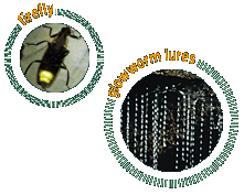 Firefly & Glowworm
