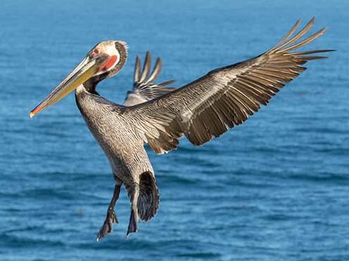 light brown bird with very long beak and neck, wings fully expanded