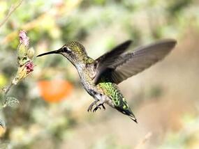 small bird fluttering with needle-like beak