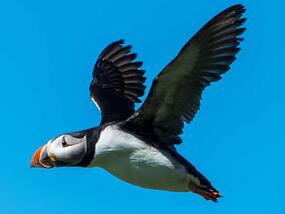 black and white bird with short thick orange beak soaring in the sky