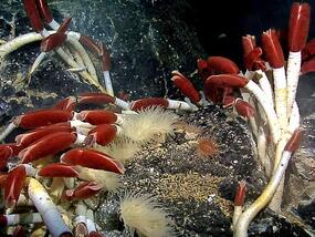 red and white tubelike structures under water