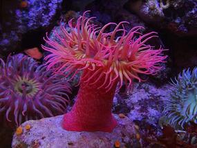 dark pink tube with many arms sprouting from top