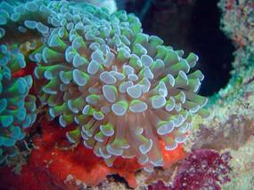 orange sea creature with green and white protrusions