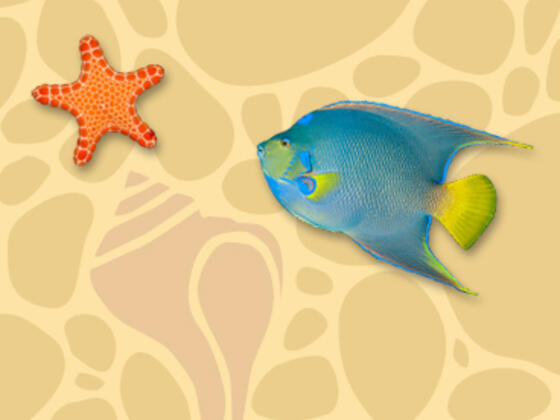 Marine Biology For Kids Ology Amnh