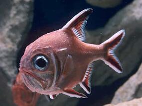 orange fish with large eyeball