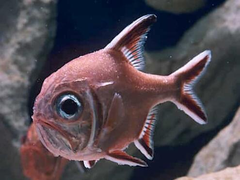 orange fish with large eyeball
