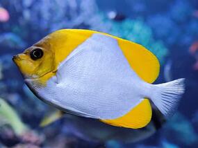 pale blue and yellow fish with large eyeball