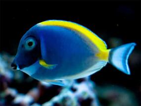 blue fish with yellow stripe along its top