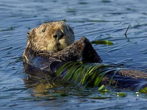 furry brown mammal floating in water