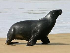 sleek blackish mammal walking near edge of ocean